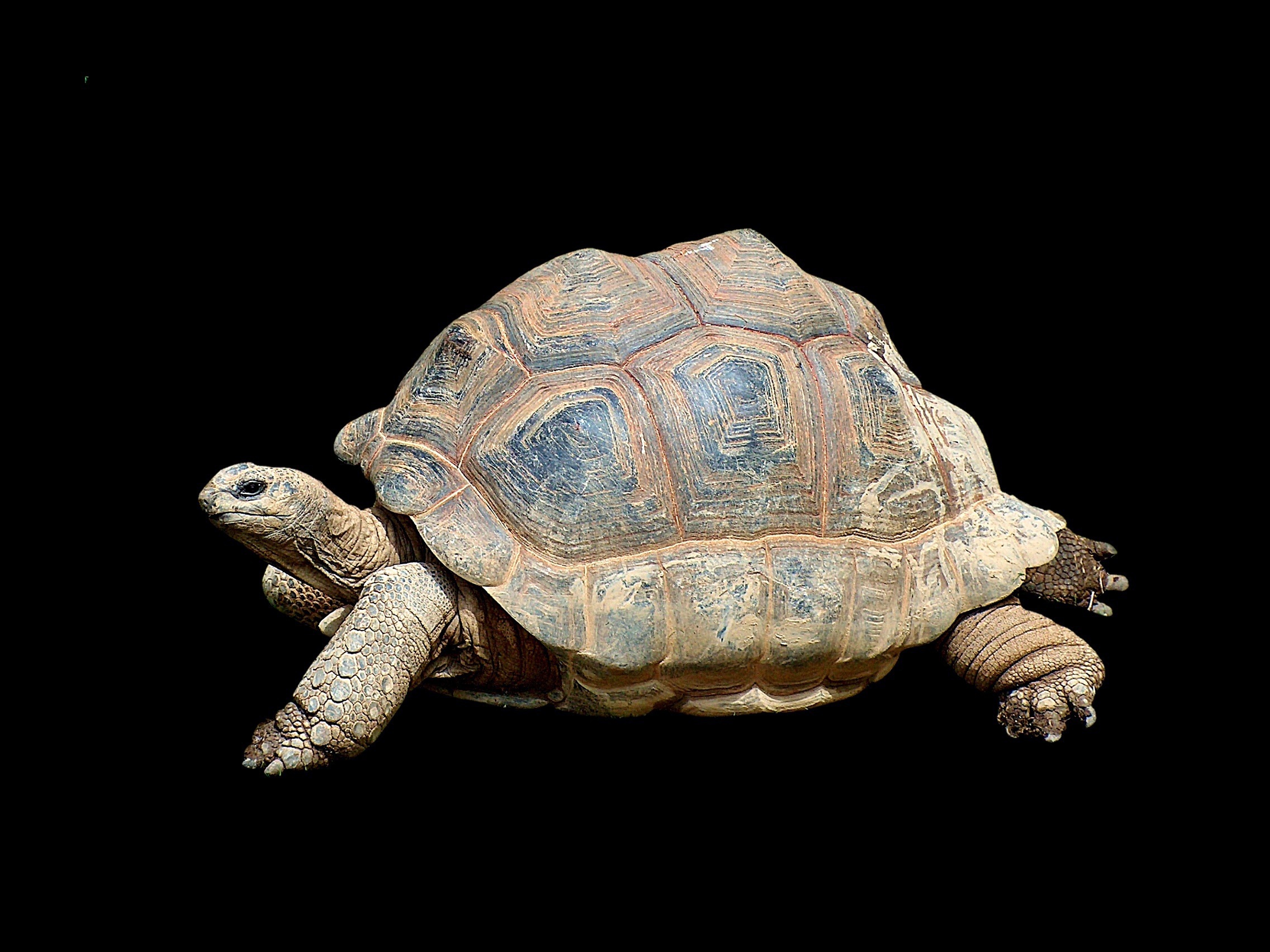 Tortue symbole de lenteur de souffle et de longévité dans l’esprit du Tai Chi